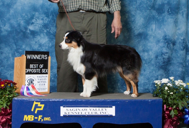 Miniature Aussie Papi Activities Miniature Aussie Papi Tricks, Games &  Agility Includes : Miniature Aussie Papi Beginner to Advanced Tricks, Fun